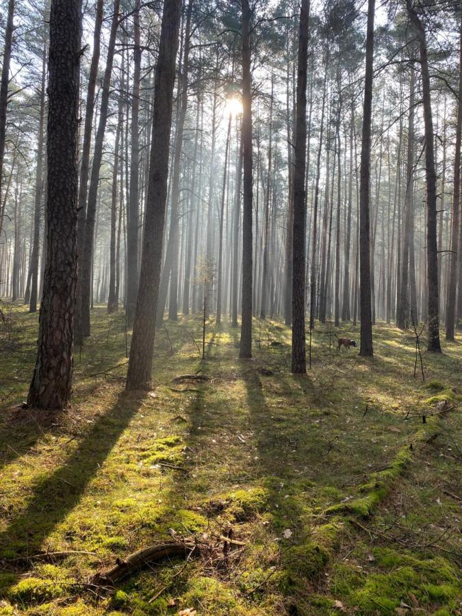 Ferienhaus Im Wald Borkwalde Exteriör bild
